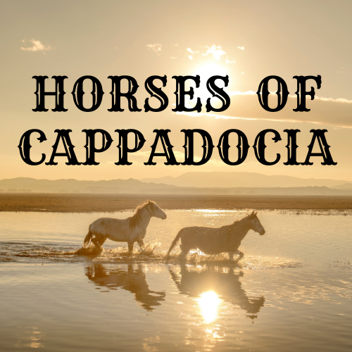 Horses Of Cappadocia